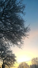 Low angle view of tree against sky