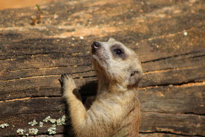 Close-up of  meerkat