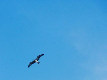 Low angle view of bird flying against blue sky