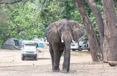 Elephant walking on dirt road against trees