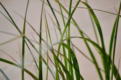 Close-up of crops growing on field