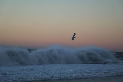 Bird flying over sea against sky during sunset