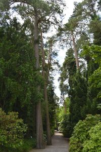 Footpath in forest