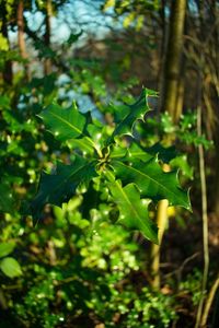 Close-up of fresh green plant