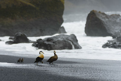 Birds on beach