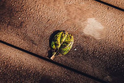 High angle view of leaf