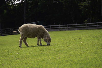 Sheep grazing on field at makaino ranch in shizuoka japan