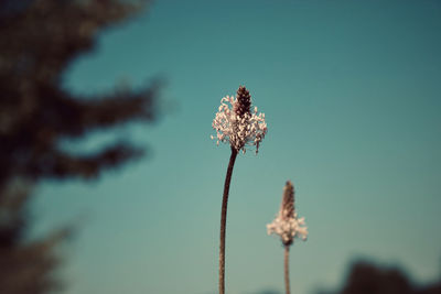 Close-up of wilted flower against sky