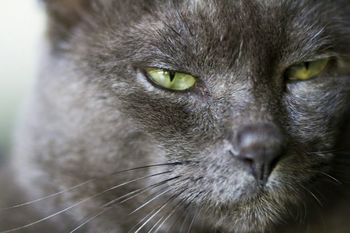 Close-up of cat