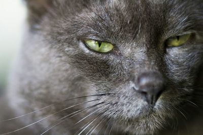 Close-up portrait of cat