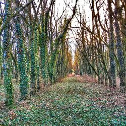 Trees growing on grassy field