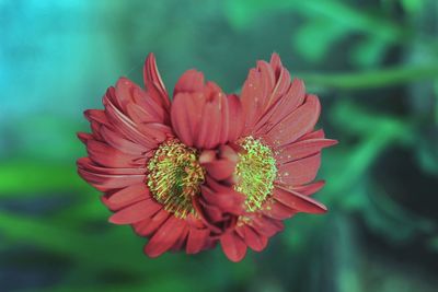 Close-up of red flower against blurred background