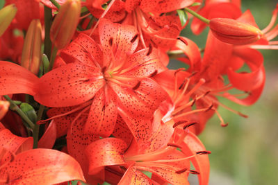 Close-up of red flowering plant