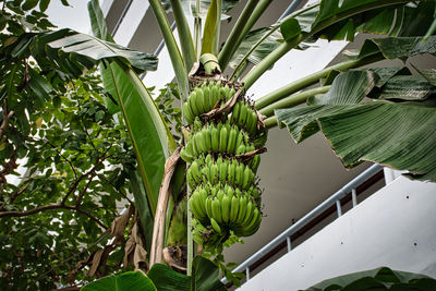 Closeup of a bunch of green unripe bananas on banana tree in bangkok