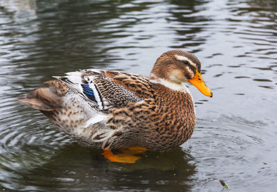 Duck swimming in lake