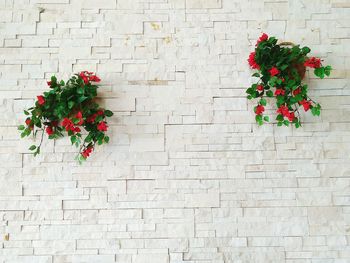 Red flowers against brick wall