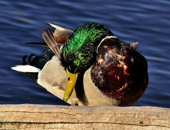 Close-up of bird perching on wood against lake