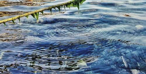 Reflection of trees in water