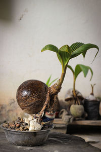 Close-up of potted plant on table