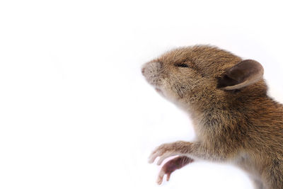 Close-up of a rabbit over white background