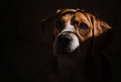 Close-up portrait of dog at home