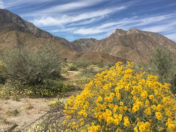 Yellow flowers growing on landscape against sky