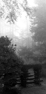 Trees growing in forest against sky