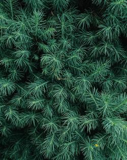 Full frame shot of pine tree