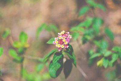 Close-up of flowering plant