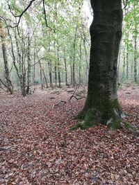 Trees growing in forest during autumn