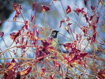 Close-up of bird perching on plant