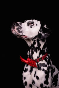 Close-up of dog looking away against black background