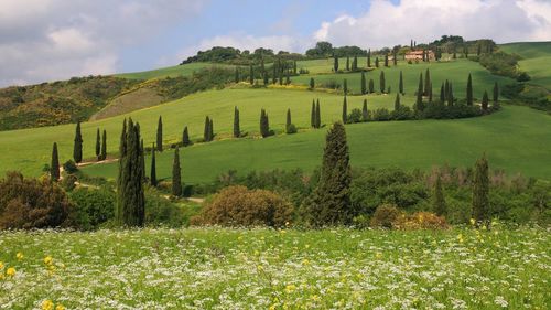 Scenic view of agricultural field against sky