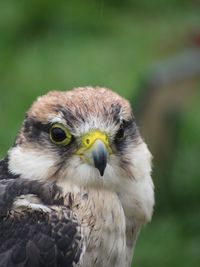 Close-up portrait of owl