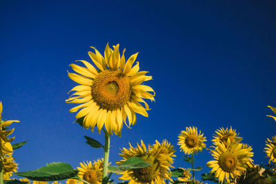  sunflowers are planted together densely into a sunflower field.