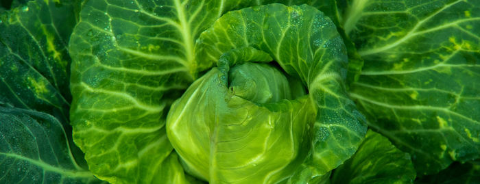 Full frame shot of green leaf