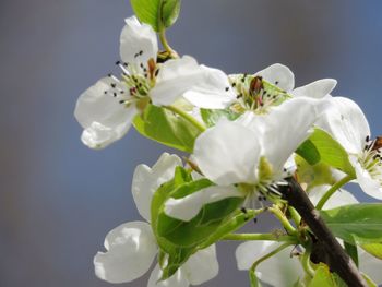 Close-up of white cherry blossoms