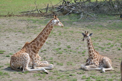 Giraffe in a field