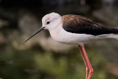 Close-up of a bird