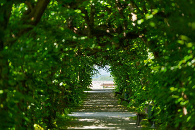 Footpath amidst trees in park