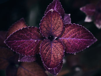 Close-up of purple flower on leaves