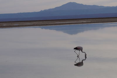 View of a bird in the lake