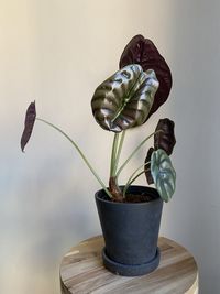 Close-up of potted plant on table