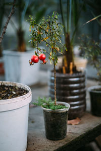 Close-up of fruit hanging on potted plant over table