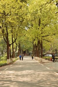 People walking on road in park