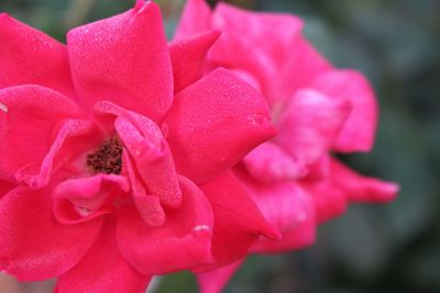 Macro shot of pink rose