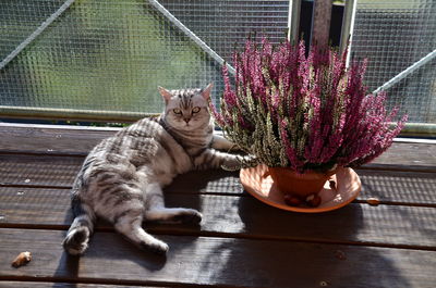 High angle view of british shorthair cat resting by potted plant on table by window