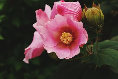 Close-up of pink flower