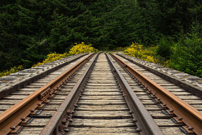 View of railroad tracks in forest