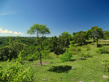 Plants and trees on field against blue sky